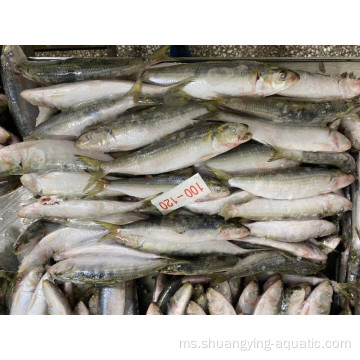 Bahan mentah beku sardinella longiceps wr untuk tin